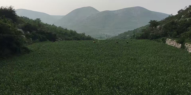 新疆农家富硒月子米多少钱一斤,月子米