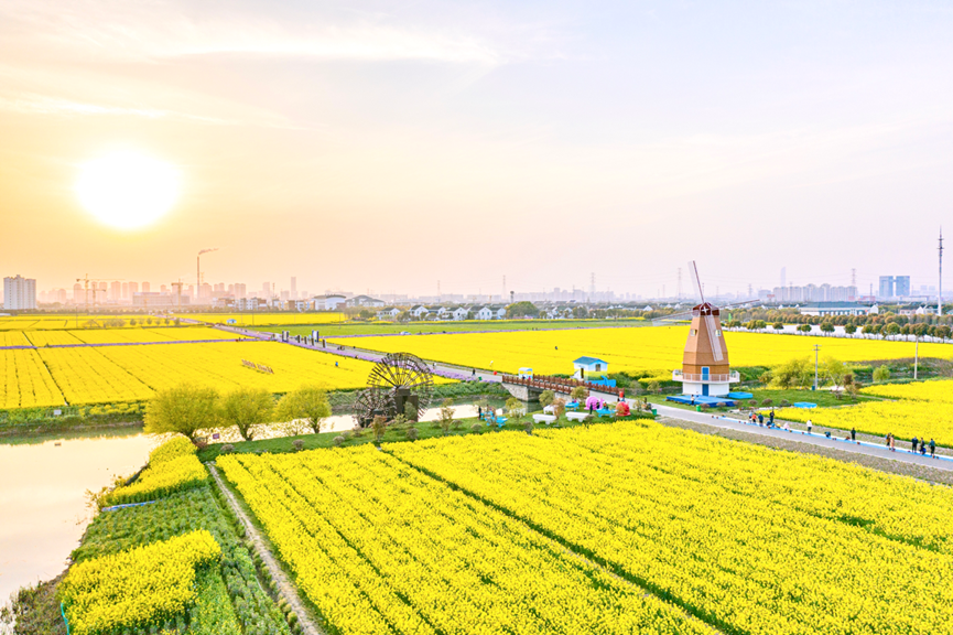 太仓东林农场富硒大米
