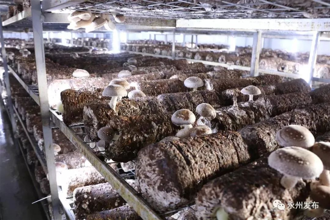 永州绿色富硒大米价格