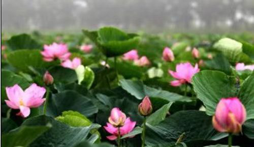 黑龙江省方正富硒大米