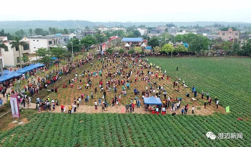 海南桥头富硒地瓜新闻(海南桥头地瓜营养)-硒宝网