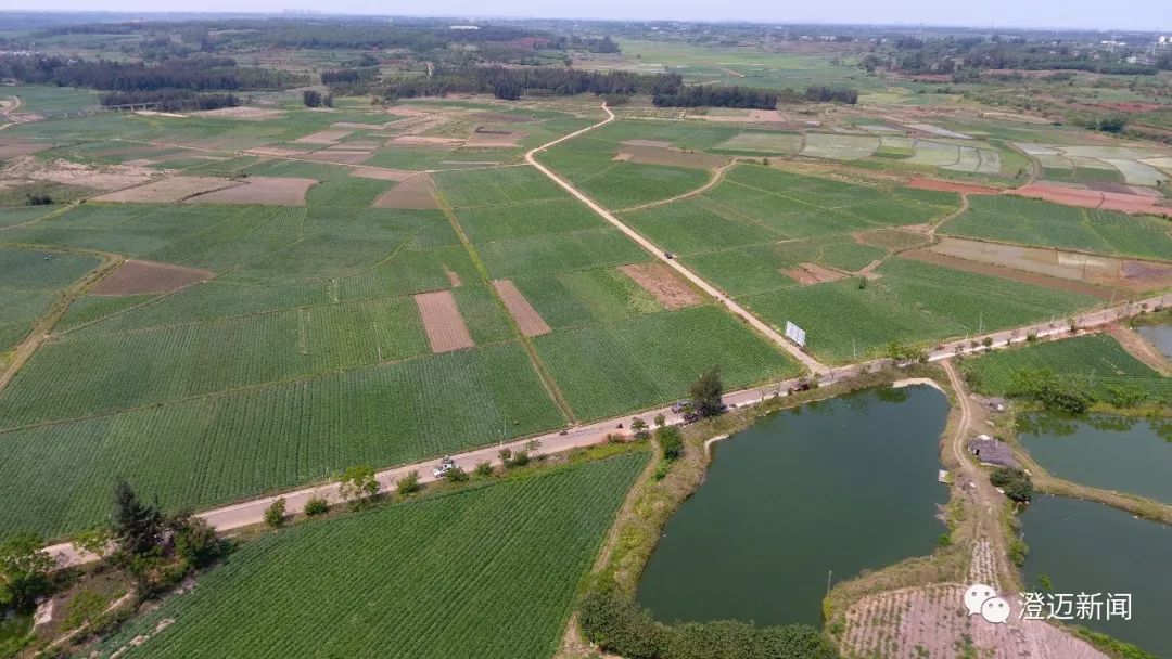海南桥头富硒地瓜新闻(海南桥头地瓜营养)-硒宝网