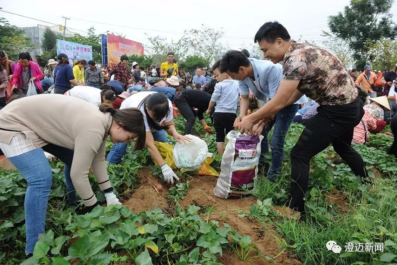 海南桥头富硒地瓜新闻(海南桥头地瓜营养)-硒宝网