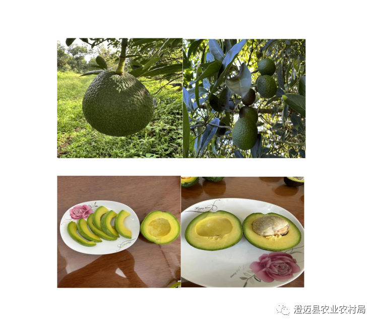 海南桥头富硒地瓜特点