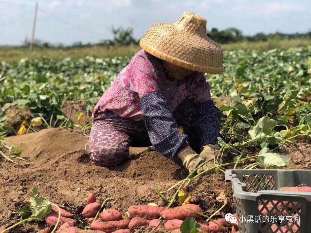 海南富硒地瓜顺丰包邮(海南地瓜价格)-硒宝网