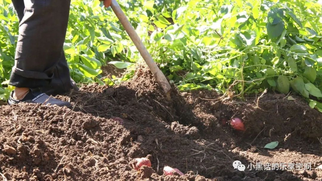 海南富硒地瓜顺丰包邮(海南地瓜价格)-硒宝网