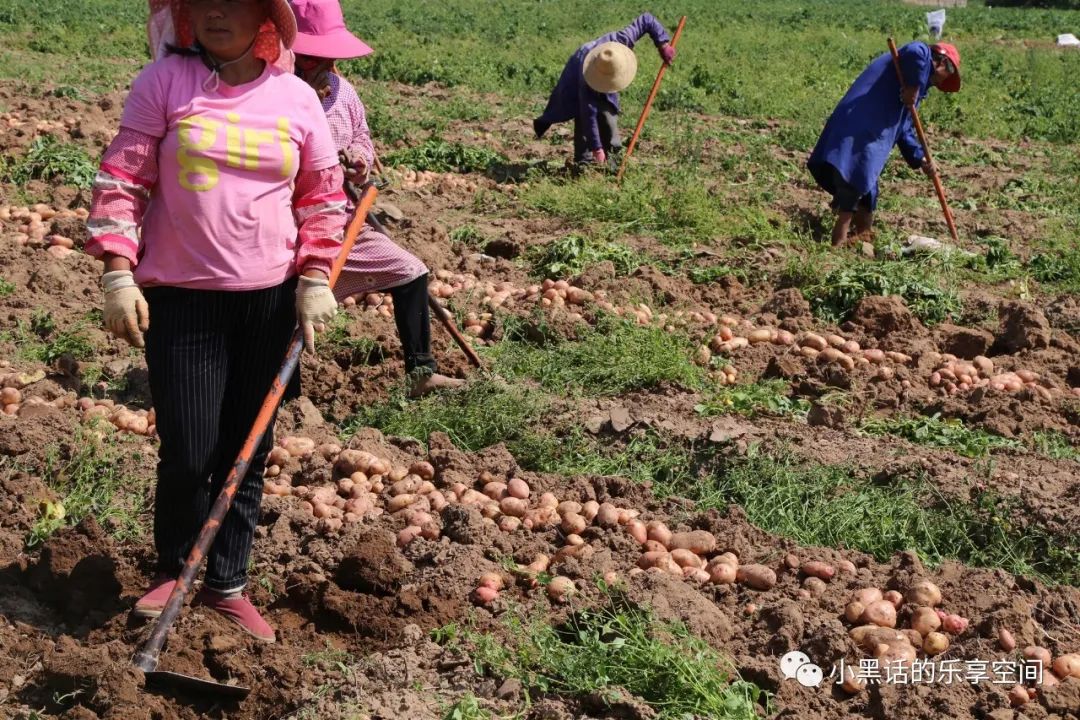 海南富硒地瓜顺丰包邮(海南地瓜价格)-硒宝网