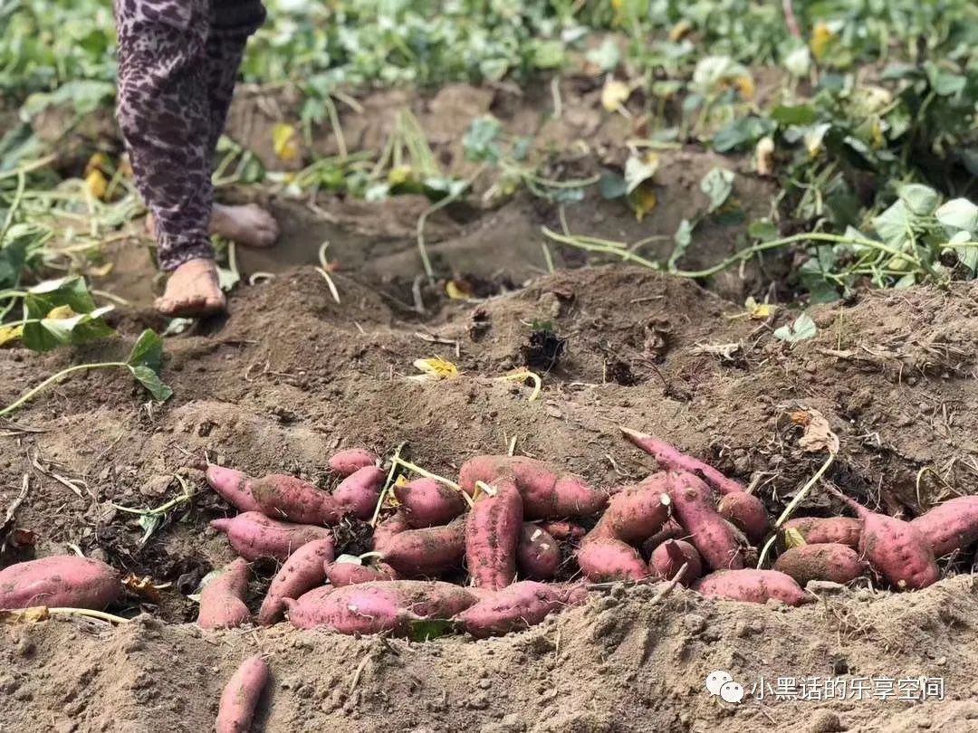 海南富硒地瓜顺丰包邮(海南地瓜价格)-硒宝网