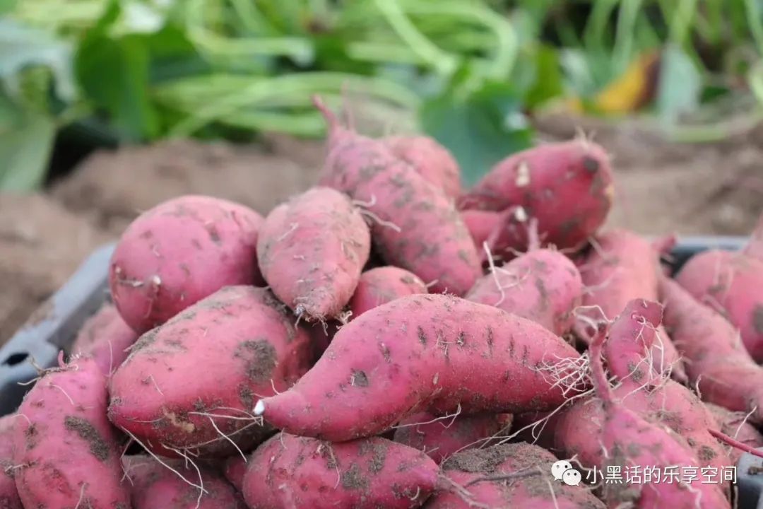 海南富硒地瓜顺丰包邮(海南地瓜价格)-硒宝网