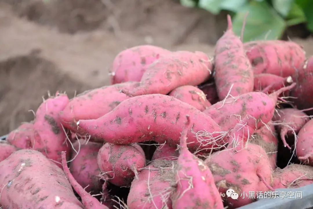 海南富硒地瓜顺丰包邮(海南地瓜价格)-硒宝网
