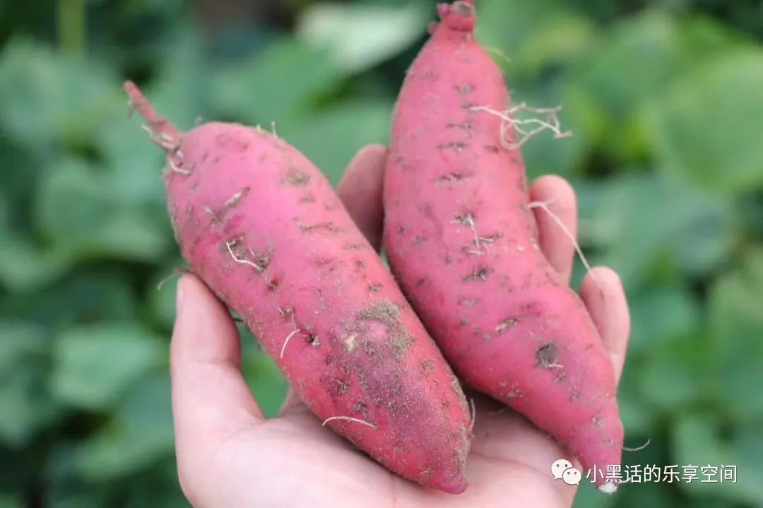 海南富硒地瓜顺丰包邮(海南地瓜价格)-硒宝网