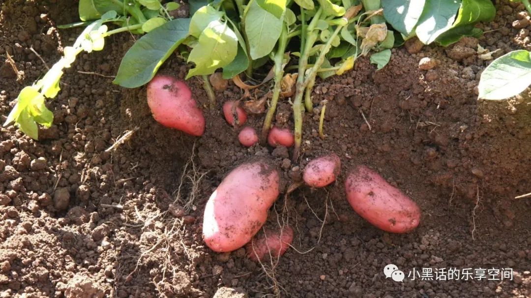 海南富硒地瓜顺丰包邮(海南地瓜价格)-硒宝网