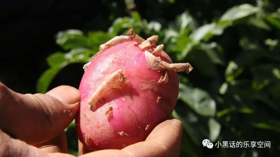 海南富硒地瓜顺丰包邮(海南地瓜价格)-硒宝网