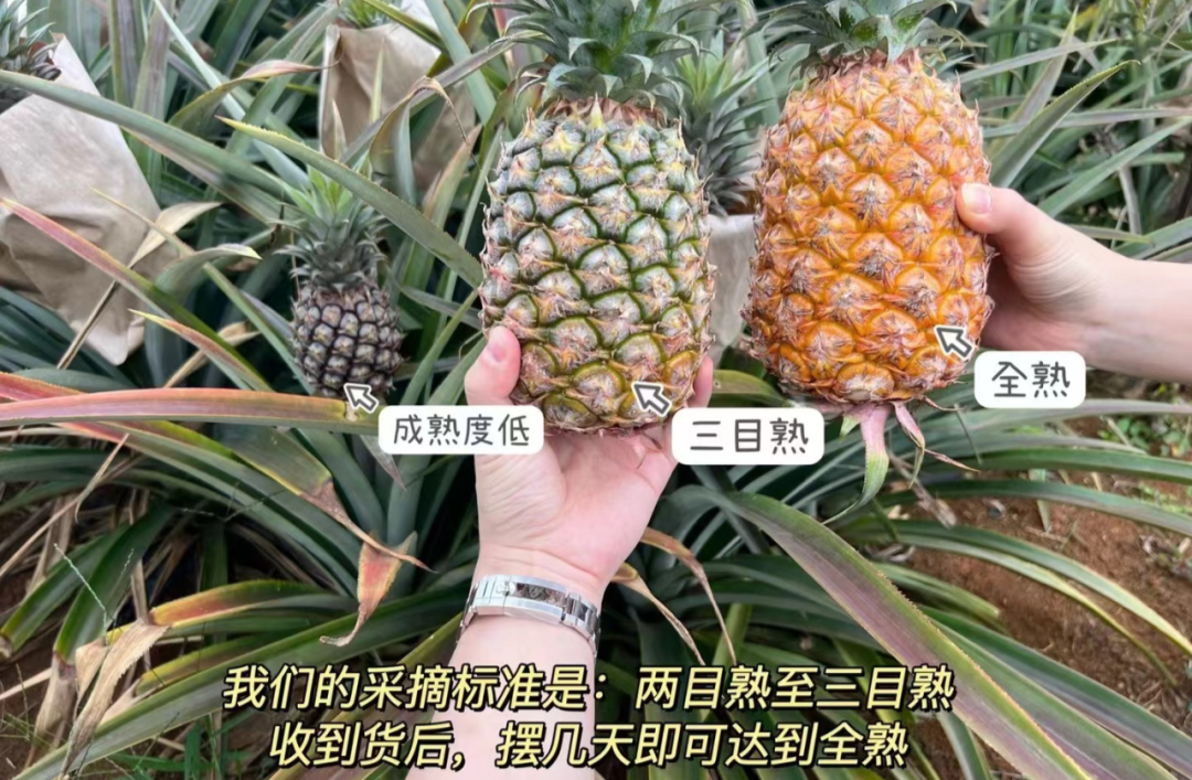 富硒的地瓜是什么样的