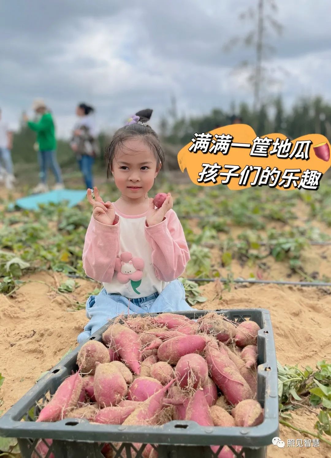 富硒的地瓜是什么样的