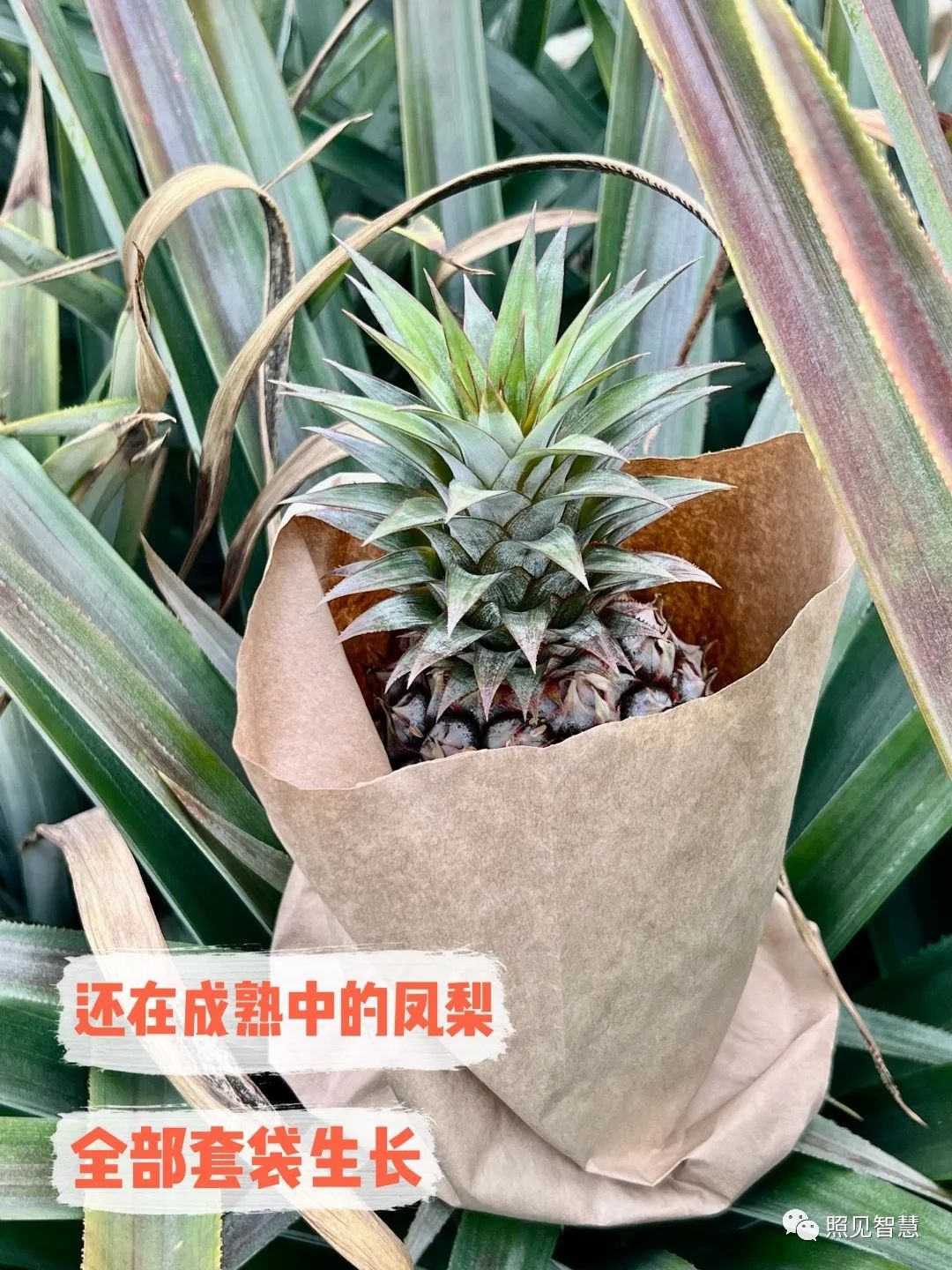 富硒的地瓜是什么样的
