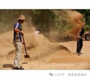 富硒面粉生产忙不忙呀