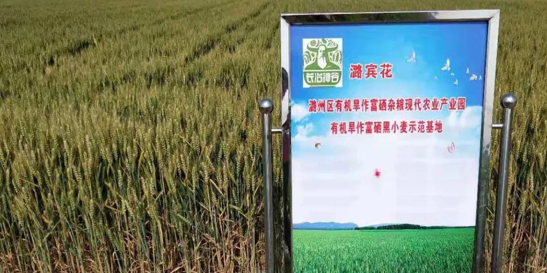 富硒面粉是什么颜色的