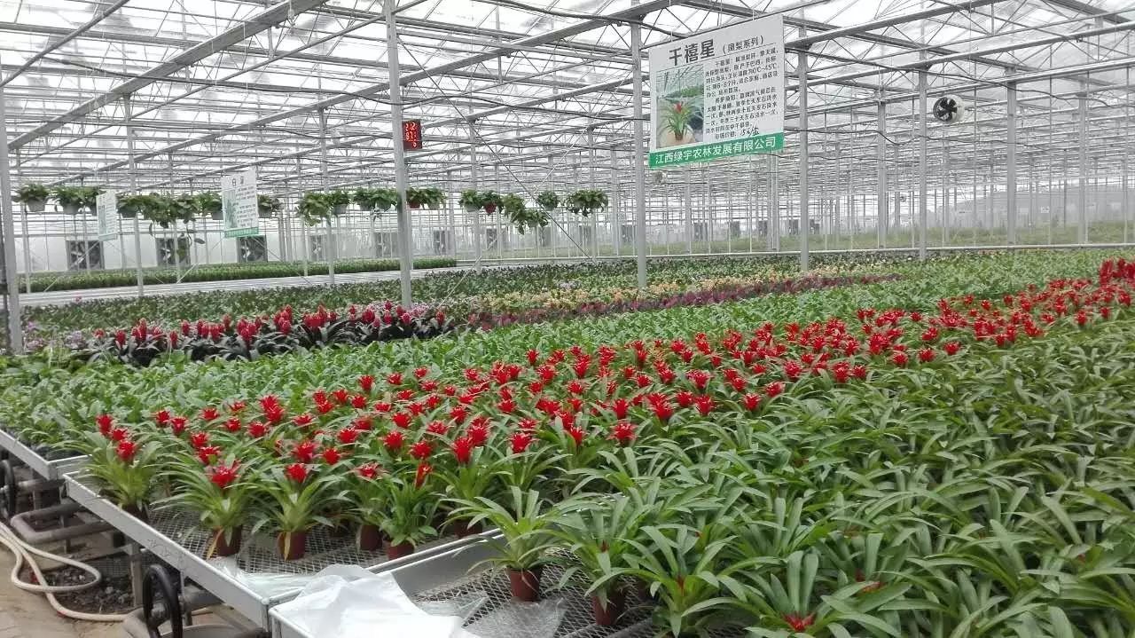 江西丰城富硒蔬菜大棚