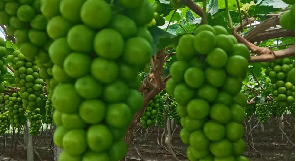 寨里富硒蔬菜种植基地(富硒农?。?硒宝网