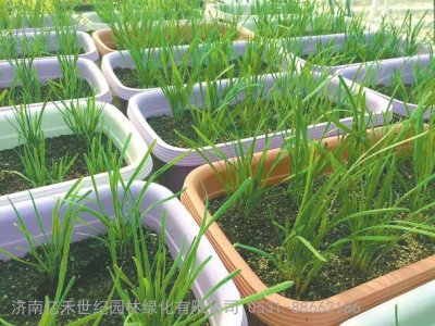 无土富硒蔬菜种植技术