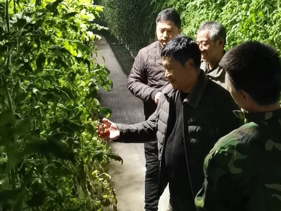 邯郸富硒蔬菜种植基地