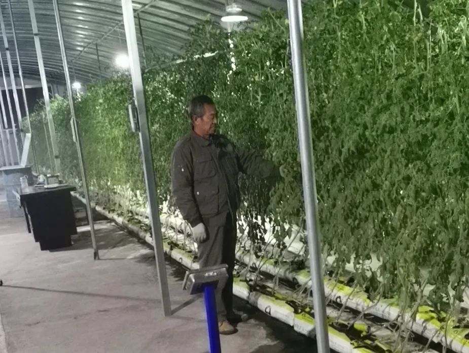 邯郸富硒蔬菜种植基地