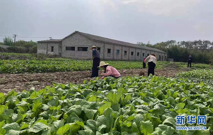 东莞富硒蔬菜批发市场(东莞富民蔬菜批发市?。?硒宝网