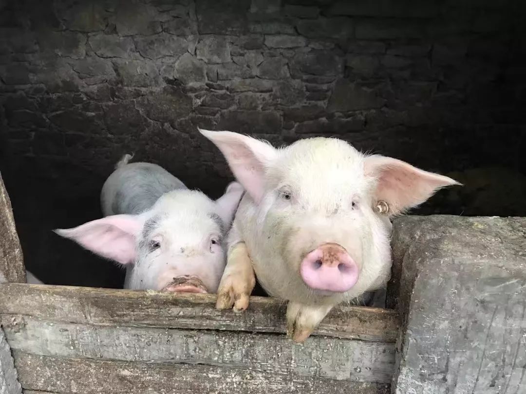 富硒蔬菜纸箱包装设计(蔬菜纸箱包装富硒设计方案)-硒宝网