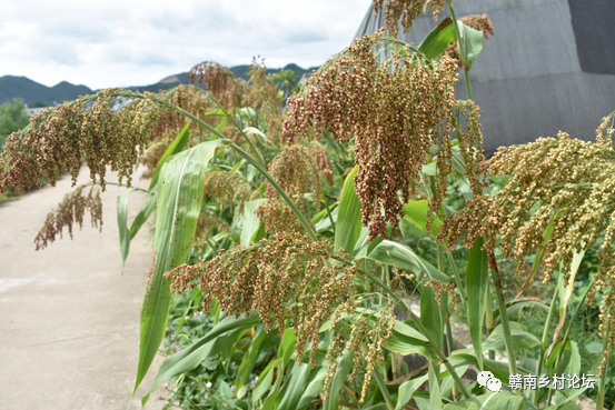 梓山万亩富硒蔬菜基地