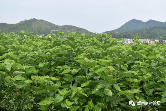 梓山万亩富硒蔬菜基地