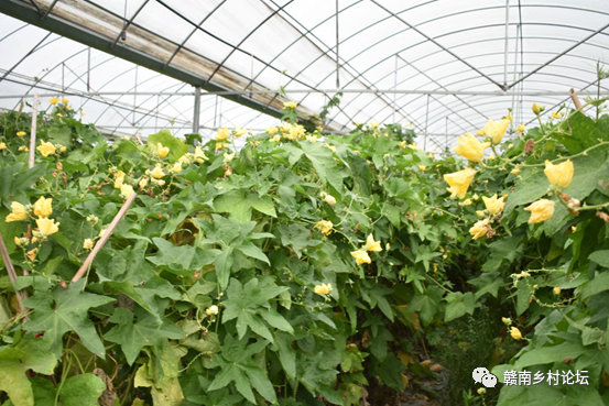 梓山万亩富硒蔬菜基地