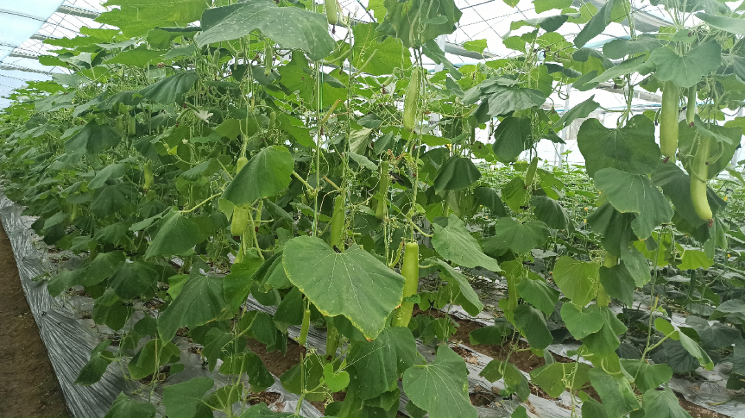 于都潭头富硒蔬菜市?。ㄓ诙几晃卟瞬翟埃?硒宝网