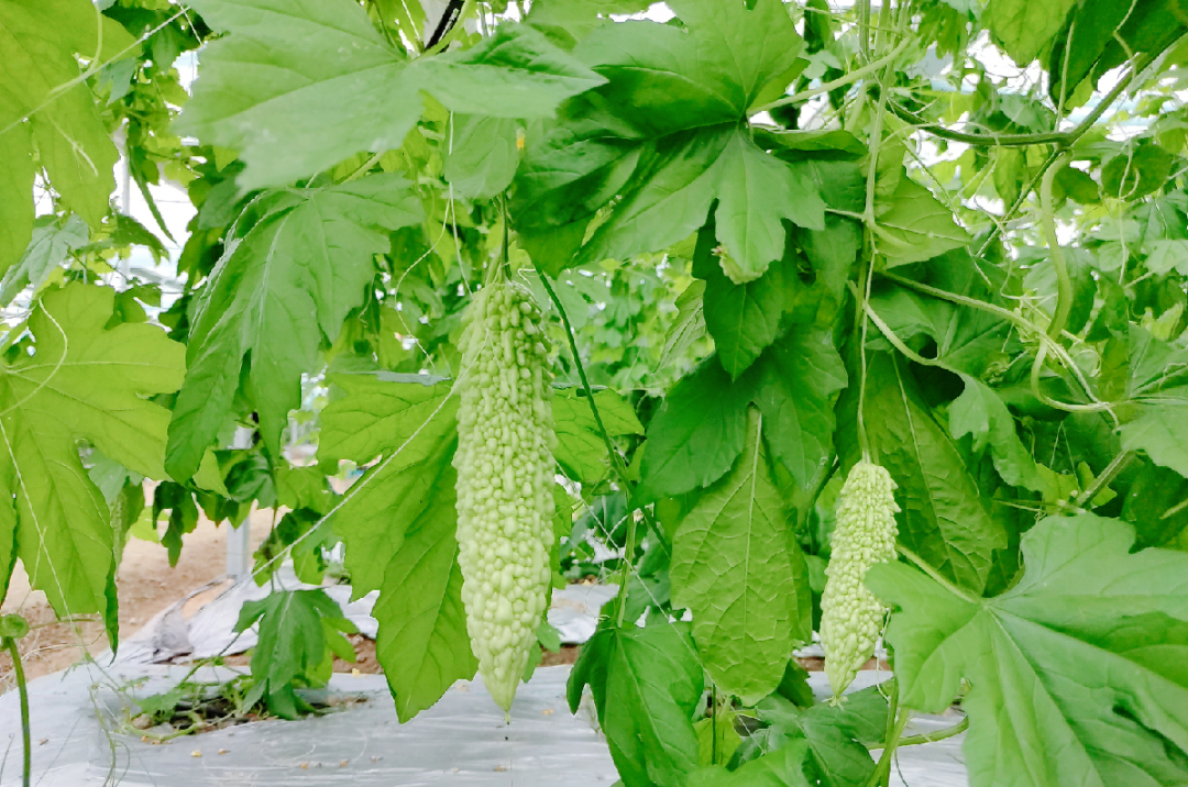 于都潭头富硒蔬菜市场(于都富硒蔬菜产业园)-硒宝网