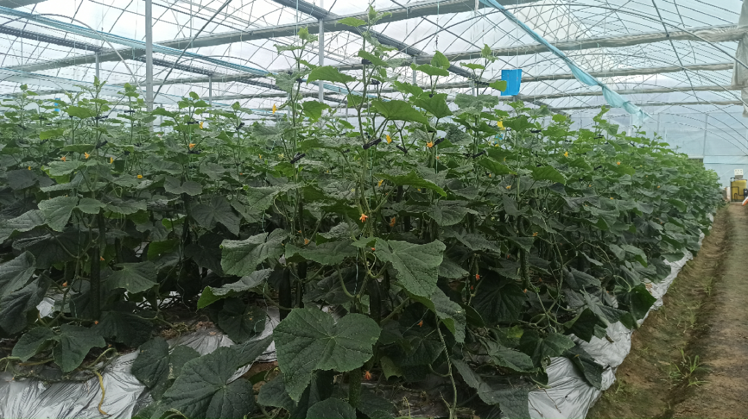 于都潭头富硒蔬菜市?。ㄓ诙几晃卟瞬翟埃?硒宝网