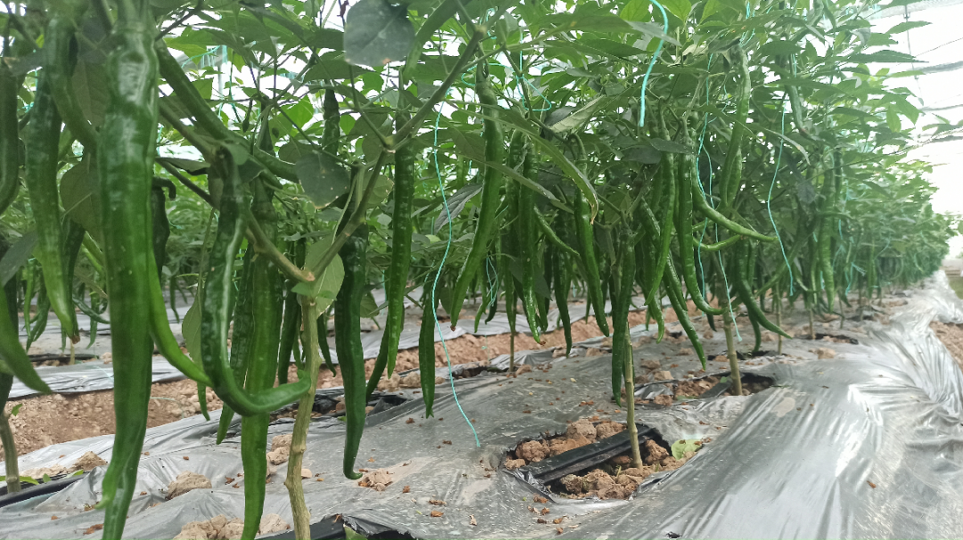 于都潭头富硒蔬菜市?。ㄓ诙几晃卟瞬翟埃?硒宝网