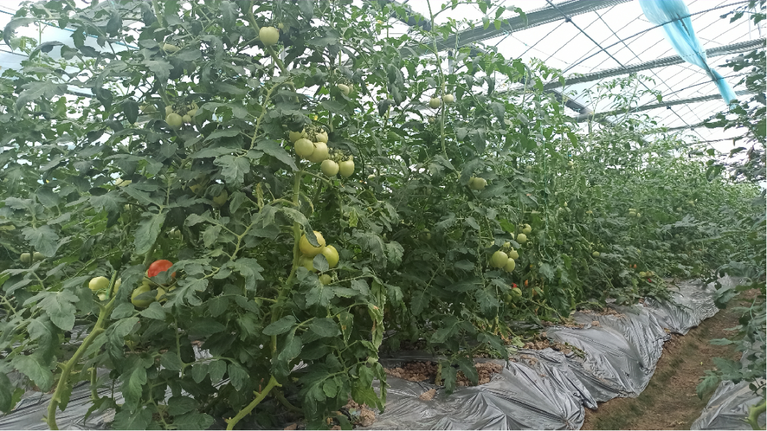 于都潭头富硒蔬菜市?。ㄓ诙几晃卟瞬翟埃?硒宝网