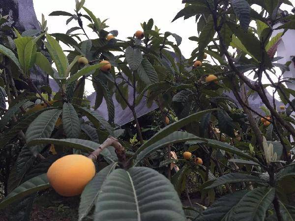 富硒水果 采摘节(富硒水果硒含量标准)-硒宝网