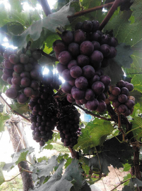 富硒水果 采摘节(富硒水果硒含量标准)-硒宝网