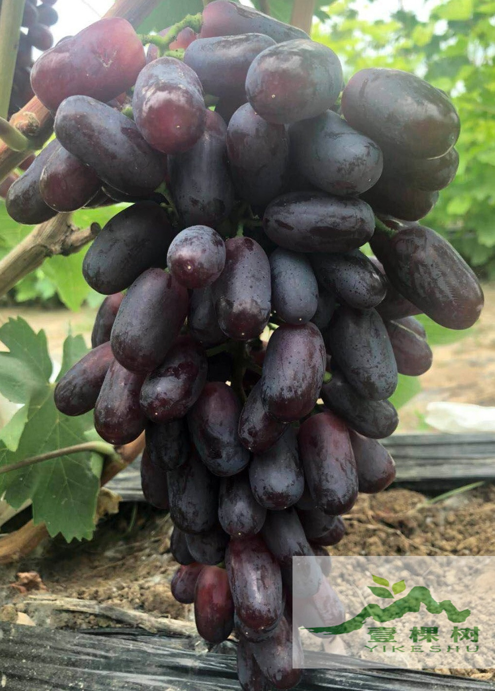 富硒水果 采摘节(富硒水果硒含量标准)-硒宝网