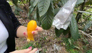 诏安富硒水果特产批发