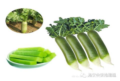 潍县富硒水果萝卜产地(萝卜产区)-硒宝网