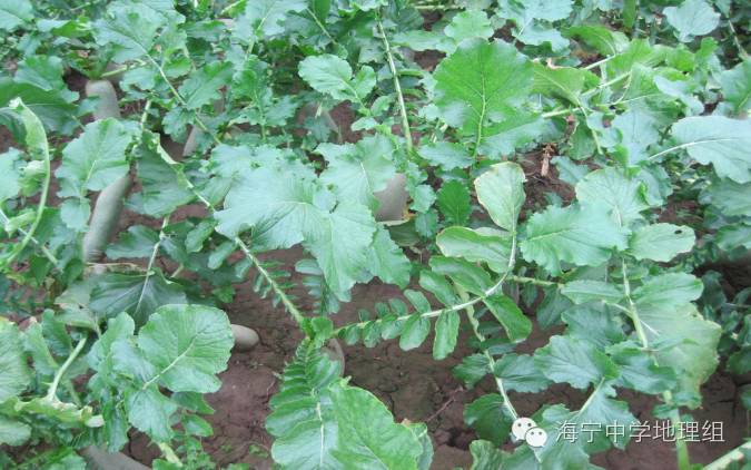 潍县富硒水果萝卜产地(萝卜产区)-硒宝网