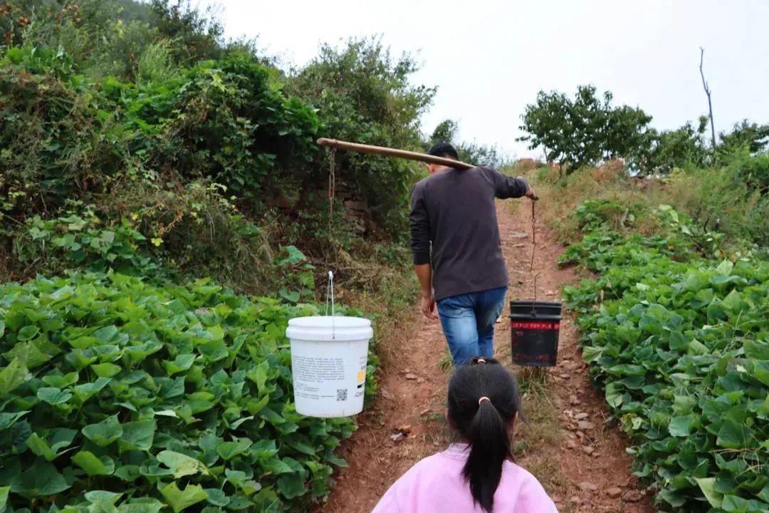东营富硒水果采摘价格