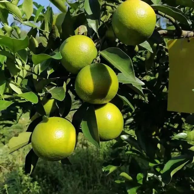 遂宁富硒水果种植基地