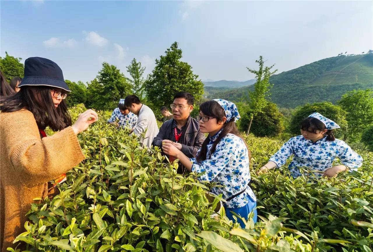 江苏富硒水果苗木销售