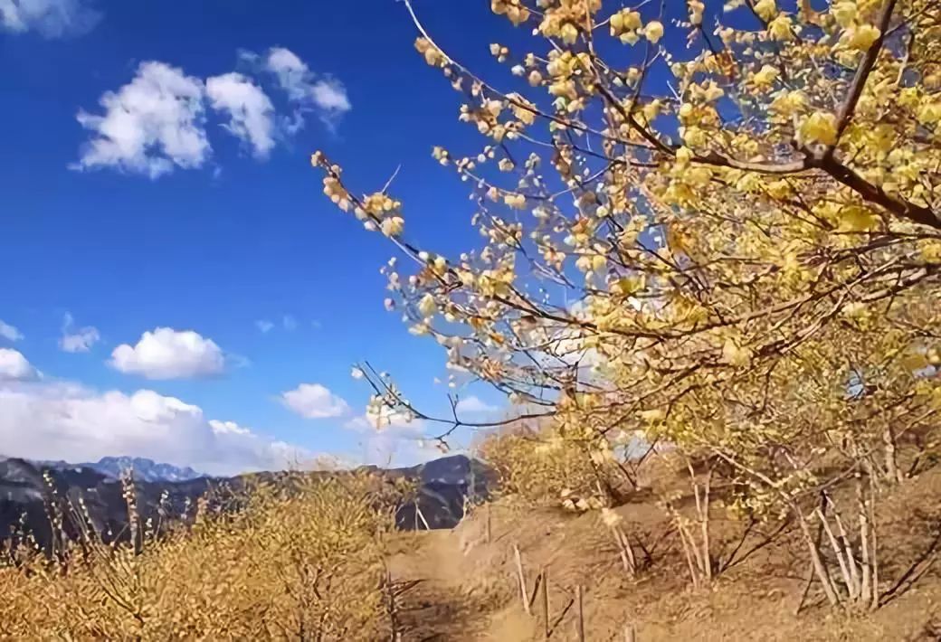 湖北利川含硒高的产品