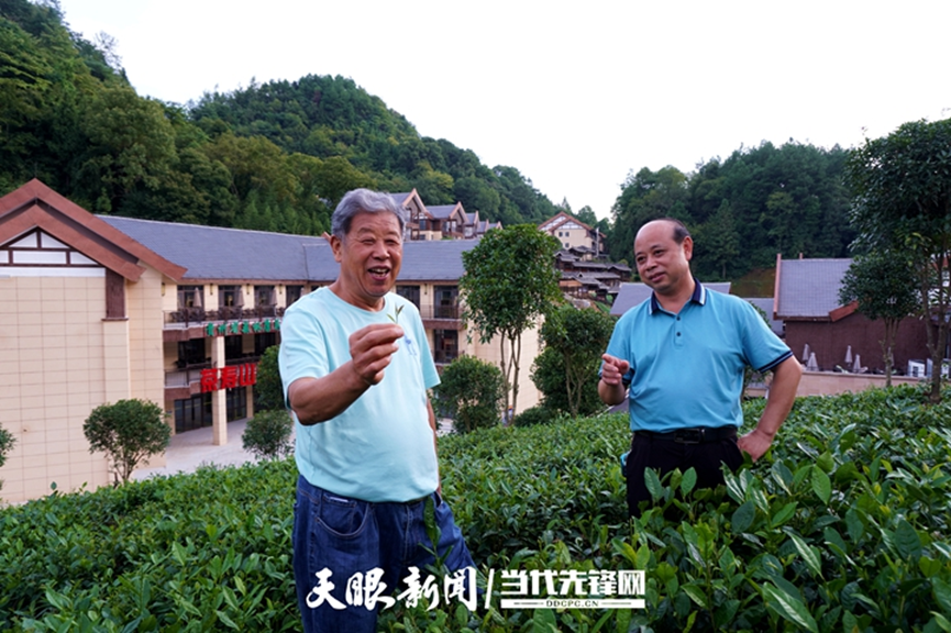 凤冈县锌硒茶产品品牌(凤冈锌硒茶乡)-硒宝网