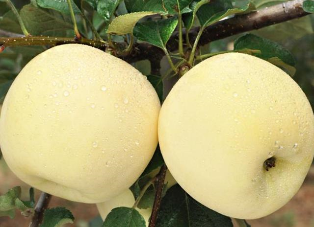 什么水果补锌(水果补锌的有哪些)-硒宝网