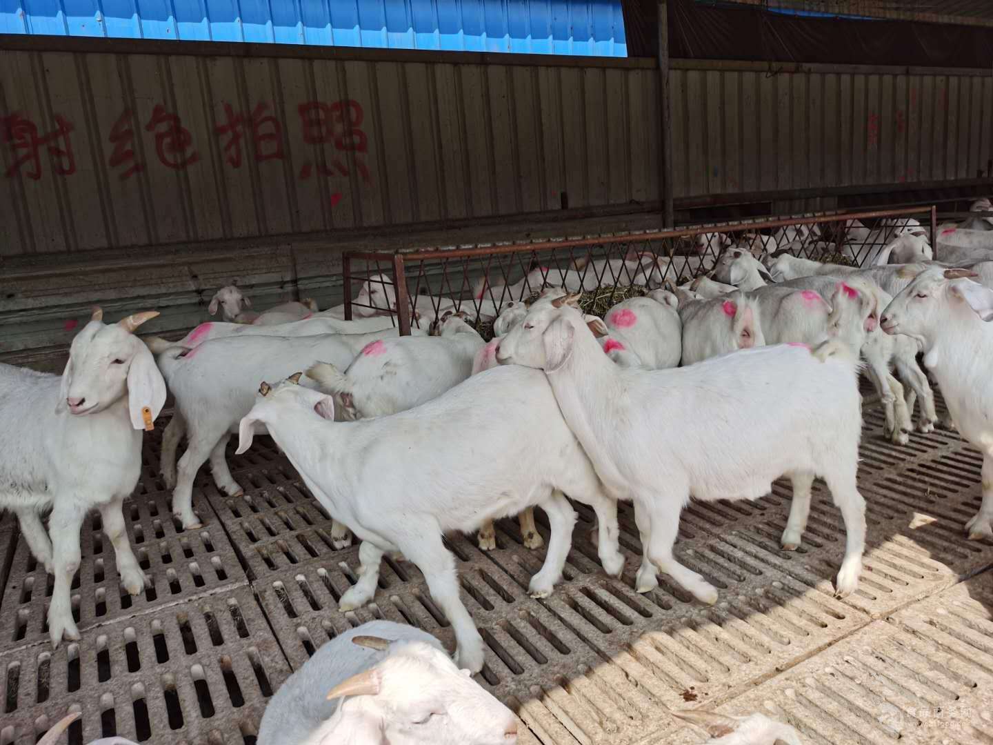 羊驱虫和补硒可以一起吗